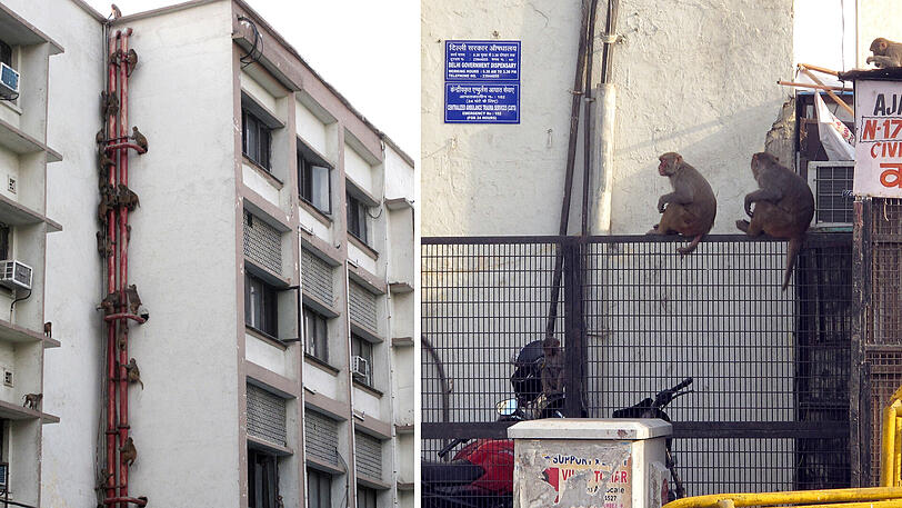 Links: Makaken klettern Rohre an einem Wohnhaus in Neu Delhi hinauf. Rechts: Makaken tummeln sich am Amtsgerichtskomplex.