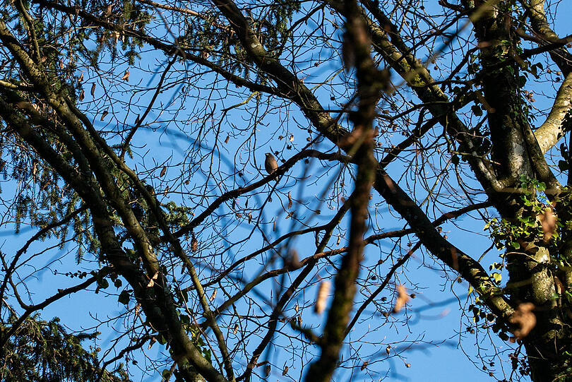 Eines der Highlights der Vogelwanderung im Waldfriedhof: Ein Kernbeißer sitzt hoch oben im Geäst.