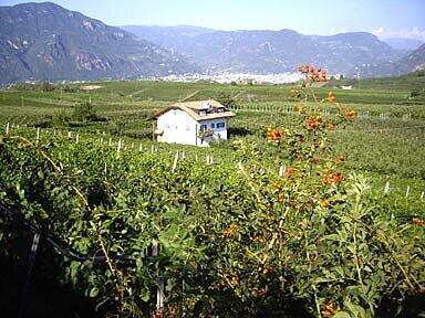 Girlan und Wein