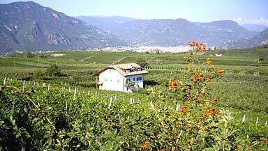 Girlan und Wein