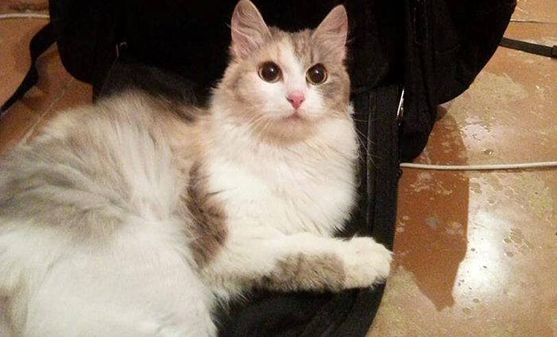 Die süße Katze wird von ihren Besitzern verzweifelt gesucht.