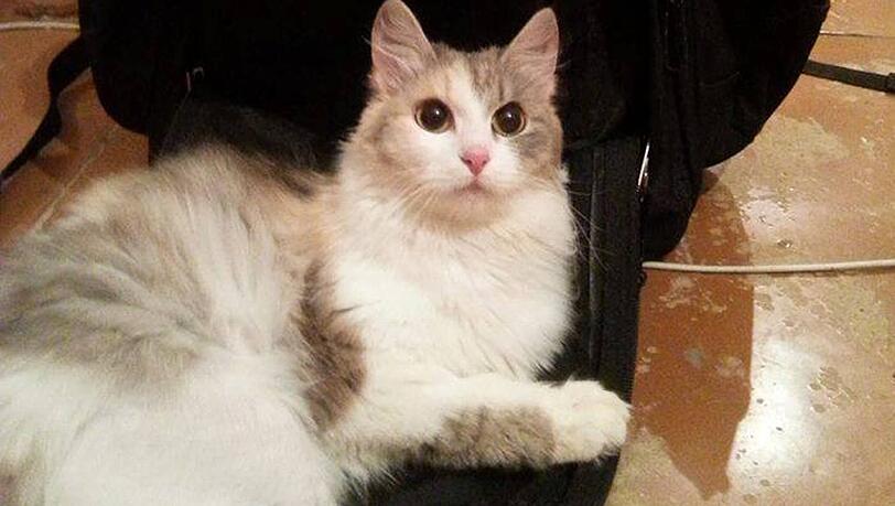 Die süße Katze wird von ihren Besitzern verzweifelt gesucht. Die süße Katze wird von ihren Besitzern verzweifelt gesucht.