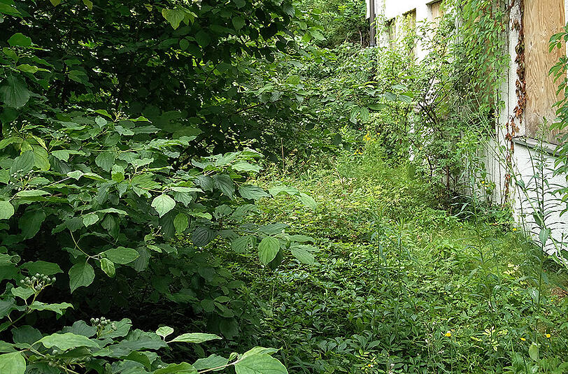 Urwald: Der Schulhof ist als solcher nicht mehr zu erkennen.