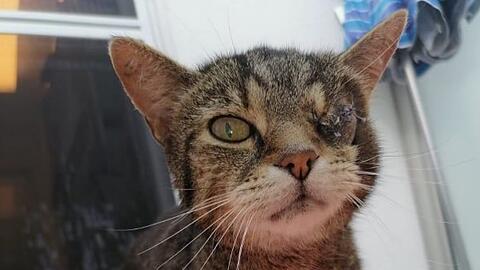 Kater "Catweazle" wurde zweimal angeschossen. Nun ist er blind.