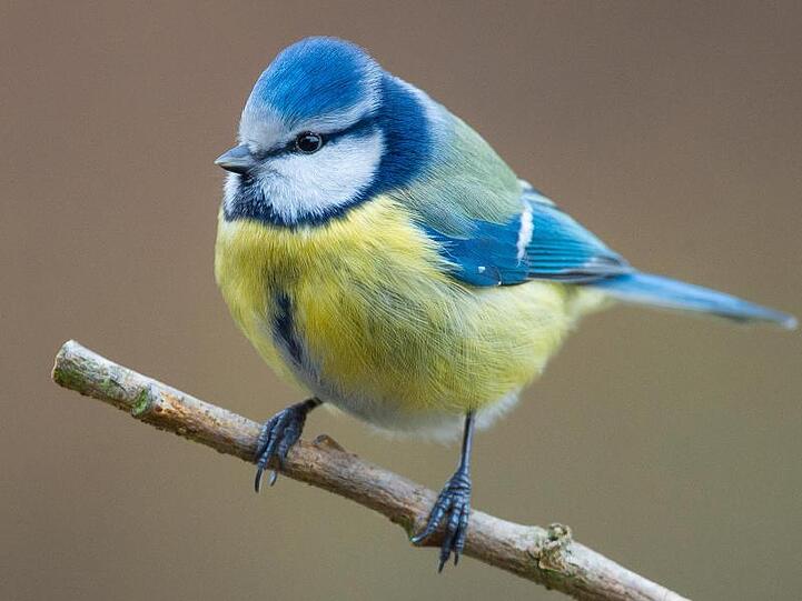 Eine Blaumeise (Cyanistes caeruleus) sitzt in einem Garten auf einem Ast. Foto: Patrick Pleul/dpa-Zentralbild/dpa/Symbolbild