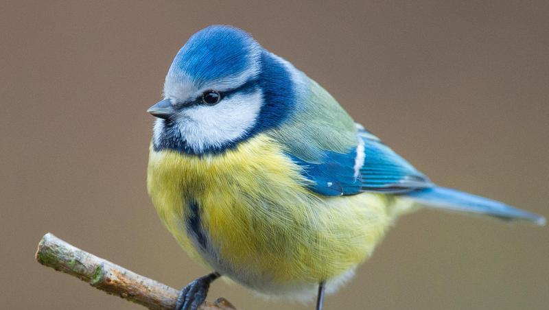 Eine Blaumeise (Cyanistes caeruleus) sitzt in einem Garten auf einem Ast. Foto: Patrick Pleul/dpa-Zentralbild/dpa/Symbolbild Eine Blaumeise (Cyanistes caeruleus) sitzt in einem Garten auf einem Ast. Foto: Patrick Pleul/dpa-Zentralbild/dpa/Symbolbild