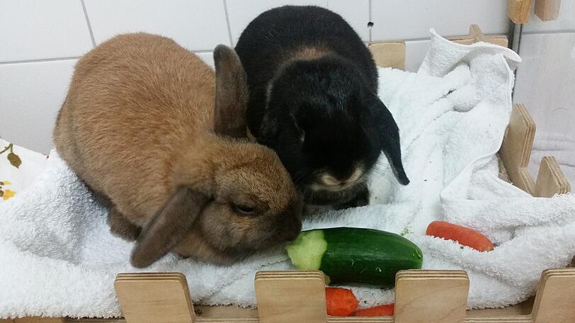 Kaninchen sind Gruppentiere - und werden mindestens zu zweit vermittelt.