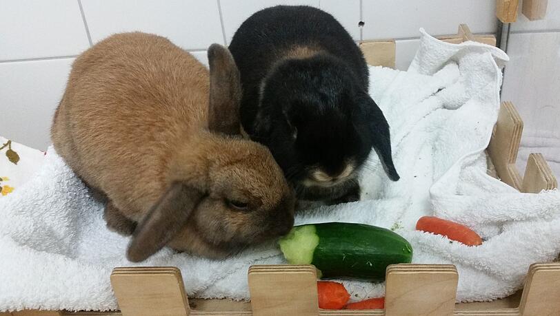 Kaninchen sind Gruppentiere - und werden mindestens zu zweit vermittelt. Kaninchen sind Gruppentiere - und werden mindestens zu zweit vermittelt.