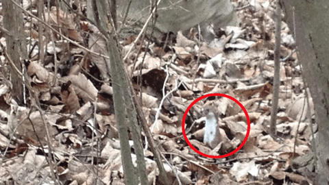 Da versteckt sich der kleine Nager im Laub. Mehr Bilder vom Schlosspark-Bewohner gibt's in der Bilderstrecke...
