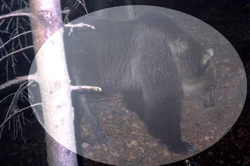 Ein Prachtkerl: Der 200-Kilo-Bär Moritz bei einem seiner nächtlichen Ausflüge im Salzkammergut.