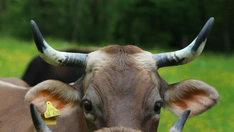 Gehörnte Kühe auf einer Weide. Gehörnte Kühe auf einer Weide.
