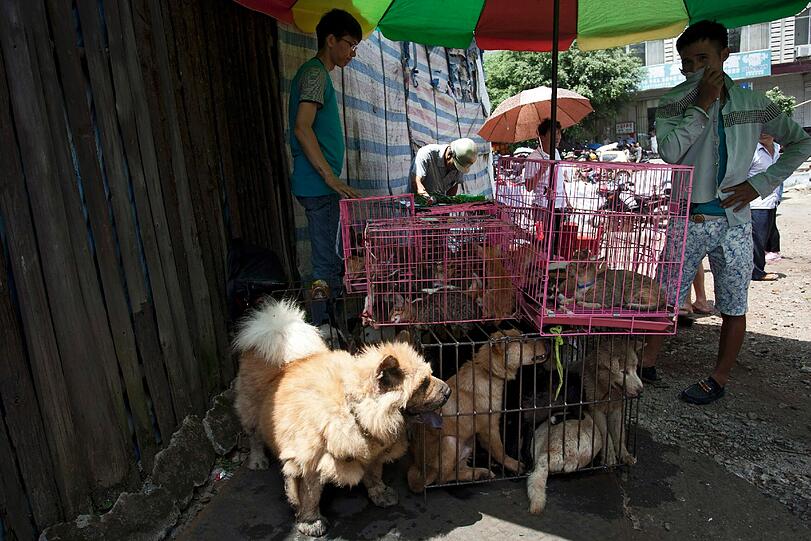 Die gefangenen Hunde in Yulin.