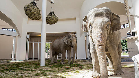 Das Elefantenhaus im Tierpark Hellabrunn wurde komplett saniert. Seit Mittwoch ist es den vier Tieren zugänglich.