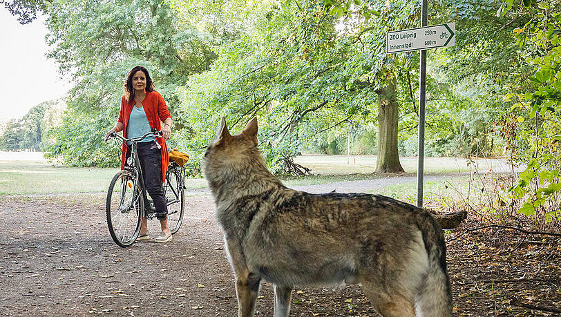"Tierärztin Dr. Mertens: Ein unwiderstehliches Angebot": Auf dem Weg zur Arbeit steht plötzlich ein Wolf vor Susanne Mertens (Elisabeth Lanz). "Tierärztin Dr. Mertens: Ein unwiderstehliches Angebot": Auf dem Weg zur Arbeit steht plötzlich ein Wolf vor Susanne Mertens (Elisabeth Lanz).
