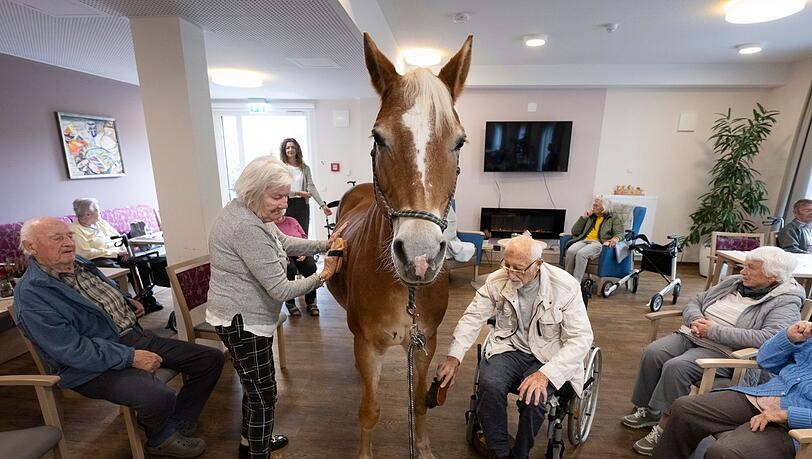 Geduldig lässt sich die Haflinger-Stute striegeln.