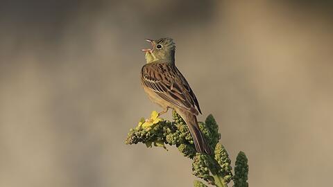 Ende April kehren die Bodenbr&uuml;ter mit dem olivgr&uuml;nen Kopf aus ihren Winterquartieren in Afrika nach Bayern zur&uuml;ck. (Handout)