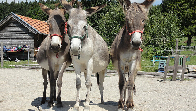 Werden geliebt, gehegt und gepflegt: die Esel auf dem Hof in Pähl. Werden geliebt, gehegt und gepflegt: die Esel auf dem Hof in Pähl.