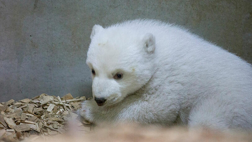 Der Anfangsbuchstabe muss ein "Q" sein: Wie wird das Eisbärbaby im Tierpark Hellabrunn wohl heißen?