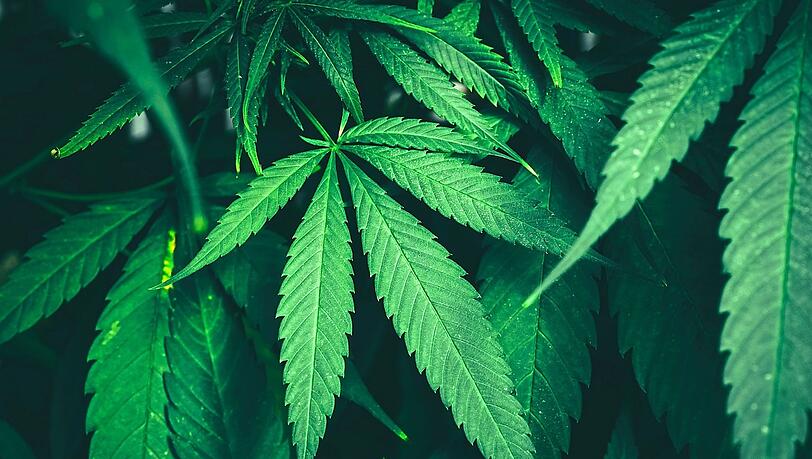 So grün sieht es in der Landshuter Apotheke nicht aus, aber mit dem Grün macht sie ein gutes Geschäft seit der Legalisierung. So grün sieht es in der Landshuter Apotheke nicht aus, aber mit dem Grün macht sie ein gutes Geschäft seit der Legalisierung.