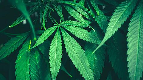 So grün sieht es in der Landshuter Apotheke nicht aus, aber mit dem Grün macht sie ein gutes Geschäft seit der Legalisierung.