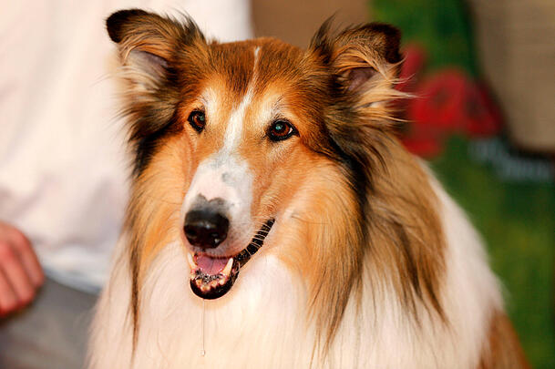 Wohl einer der bekanntesten Film-Hunde: Lassie. Wohl einer der bekanntesten Film-Hunde: Lassie.