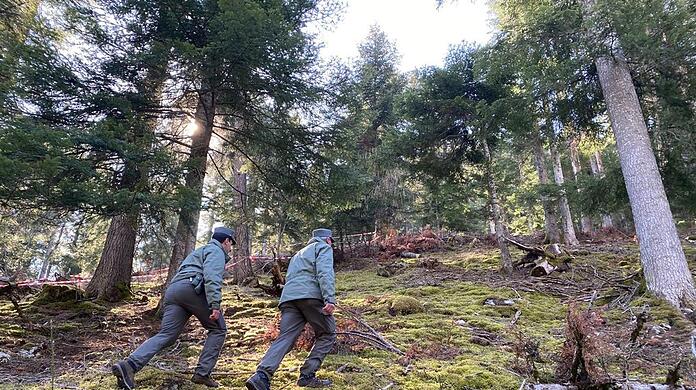 Polizeibeamte gehen durch den Wald vor einem mit Flatterband abgesperrten Bereich.  In Norditalien ist ein Jogger möglicherweise von einem Bären angegriffen und getötet worden.