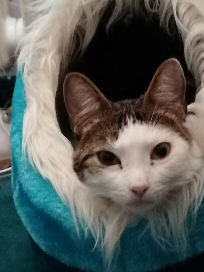 Gino