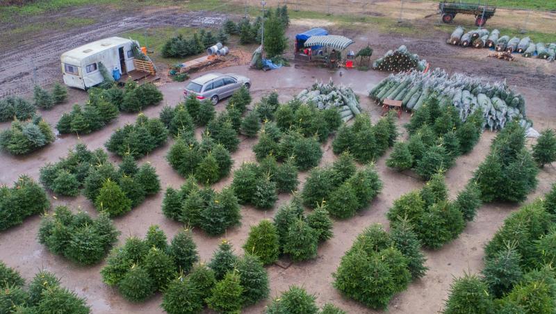 Weihnachtsbäume werden in Hannover zum Verkauf angeboten. Weihnachtsbäume werden in Hannover zum Verkauf angeboten.