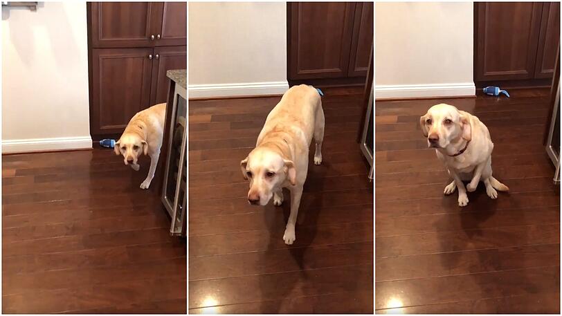Charlie und sein "Walk of Shame".