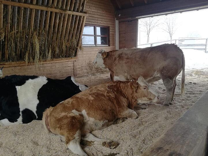 Ihre Artgenossen freuen sich schon auf "Büxi". Kuh Yvonne (stehend) hat ein ähnliches Schicksal wie die Wald-Kuh.