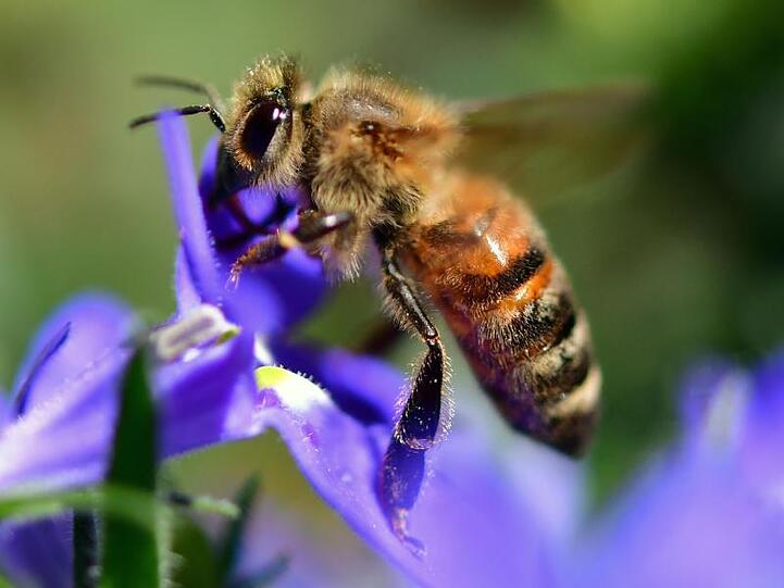 Eine Biene landet auf einer Blüte. Foto: Hendrik Schmidt/dpa-Zentralbild/dpa/Archivbild