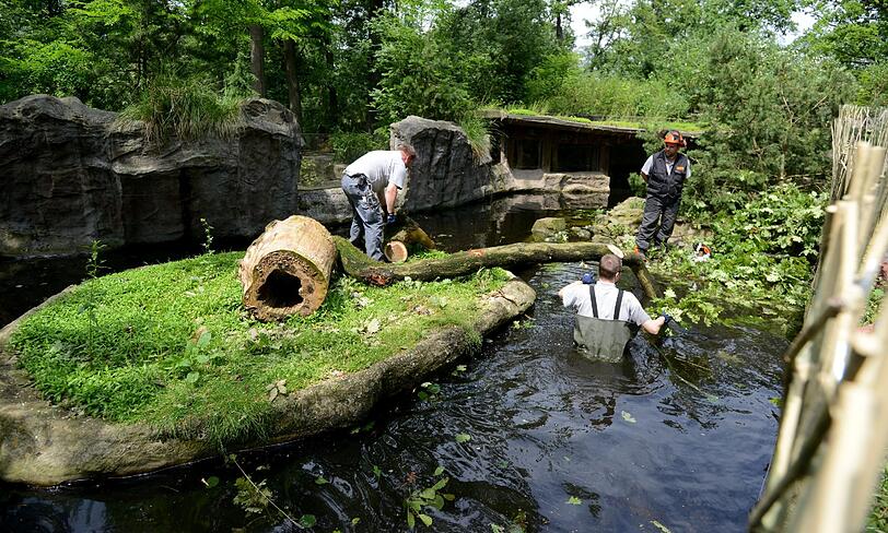 Zoo-Mitarbeiter entfernen am 11.06.2014 in Gelsenkirchen (Nordrhein-Westfalen) nach dem Unwetter in der Zoom-Erlebniswelt einen Baum aus einem Gehege. Die Beseitigung der Schäden des Pfingst-Sturms wird noch Tage dauern.