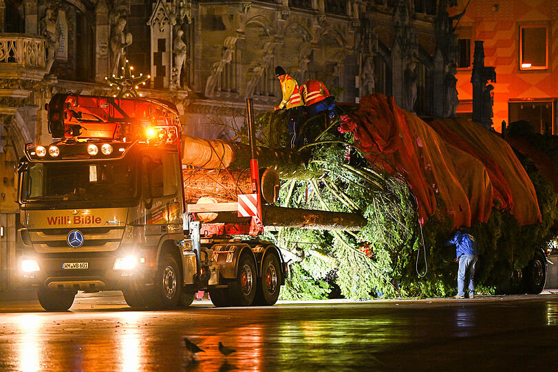 Ein Schwertransport mit dem Weihnachtsbaum, der auf dem Marienplatz aufgestellt wird, steht vor dem Rathaus.