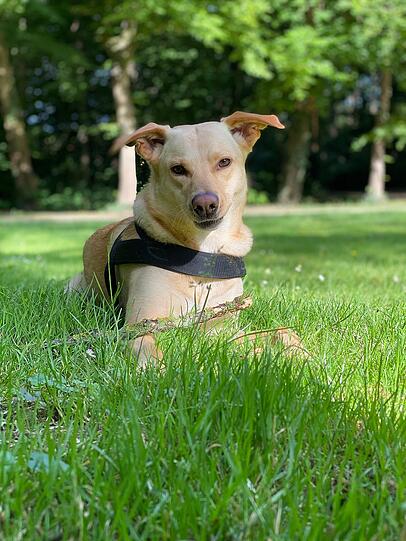 Piet: Mein Hund ist der Beste, weil er von Anfang an kinderlieb, sanft und ruhig war. Er hat das Bellen und Knurren fast verlernt und zeigt Liebe auf leise Weise – mit Nähe, Geduld und Treue. Ein stiller Freund, der einfach da ist. Genau deshalb ist er so besonders.