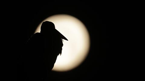 Am Sonntag war Vollmond - sein Licht wird es noch in den nächsten Tagen erschweren, Perseiden zu entdecken. (Archivbild)