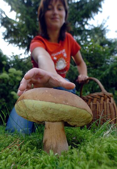 Ein herrlicher Steinpilz - klar, den will jeder haben.