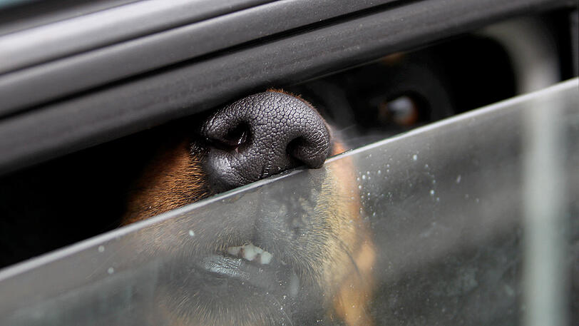 Der Hund befand sich noch im Auto, als es plötzlich zum Brand kam. (Symbolbild)