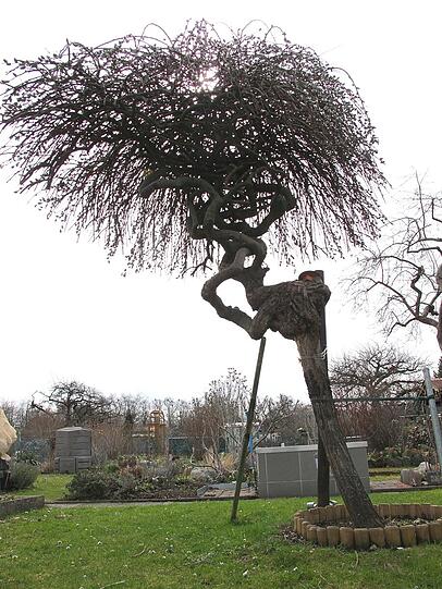 AZ-Leser Djordje Matkovic hat in der Gartenlaube in Moosach die Frühlingsboten fotografiert. Die Bilder.