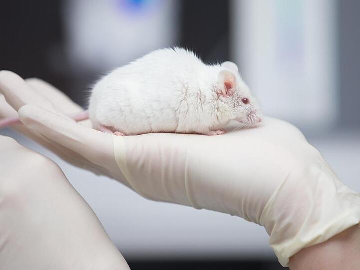 Eine wissenschaftliche Mitarbeiterin hat eine Maus in der Hand. Foto: Friso Gentsch/dpa