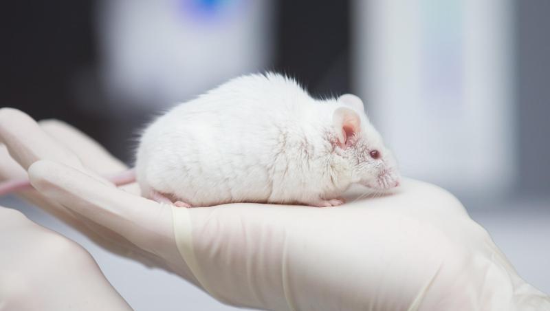 Eine wissenschaftliche Mitarbeiterin hat eine Maus in der Hand. Foto: Friso Gentsch/dpa Eine wissenschaftliche Mitarbeiterin hat eine Maus in der Hand. Foto: Friso Gentsch/dpa