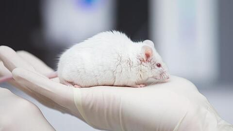 Eine wissenschaftliche Mitarbeiterin hat eine Maus in der Hand. Foto: Friso Gentsch/dpa