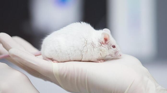 Eine wissenschaftliche Mitarbeiterin hat eine Maus in der Hand. Foto: Friso Gentsch/dpa