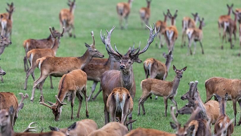 Die Mitglieder des bayerischen Jagdverbandes w&auml;hlen ihren Pr&auml;sidenten. Favorit ist Amtsinhaber Ernst Weidenbusch.  (Symbolbild)