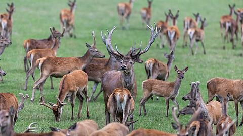 Die Mitglieder des bayerischen Jagdverbandes w&auml;hlen ihren Pr&auml;sidenten. Favorit ist Amtsinhaber Ernst Weidenbusch.  (Symbolbild)