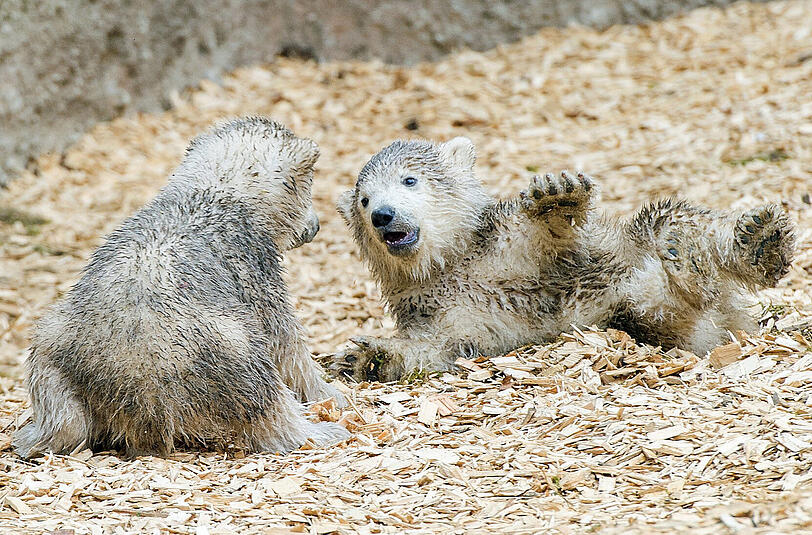 Ältere Bilder der Eisbären-Zwillinge!