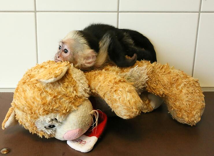 So süß: Der Affe "Mally" von Justin Bieber wartet im Tierheim