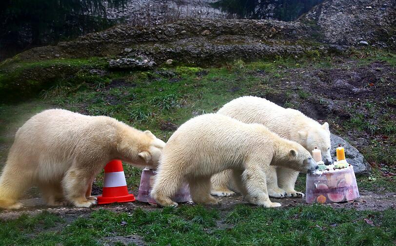 Zwei Jahre lang waren die Eisbären-Zwillinge der Publikumsmagnet im Tierpark. Hier einige Archivbilder.