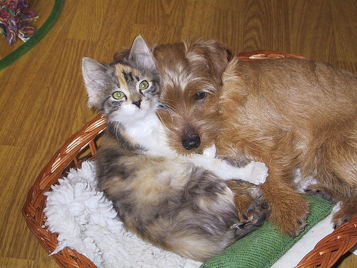 Europäisch-Langhaar-Katze Benita und Norfolk-Terrier-Hündin Emily