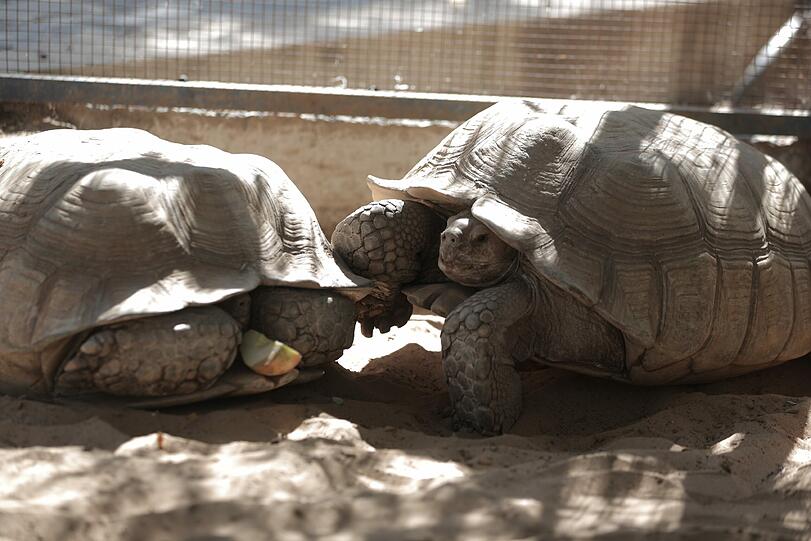 Zwei Kolosse: Die beiden Riesenschildkröten aus Khan Younis werden ihren Lebensabend in Jordanien verbringen.