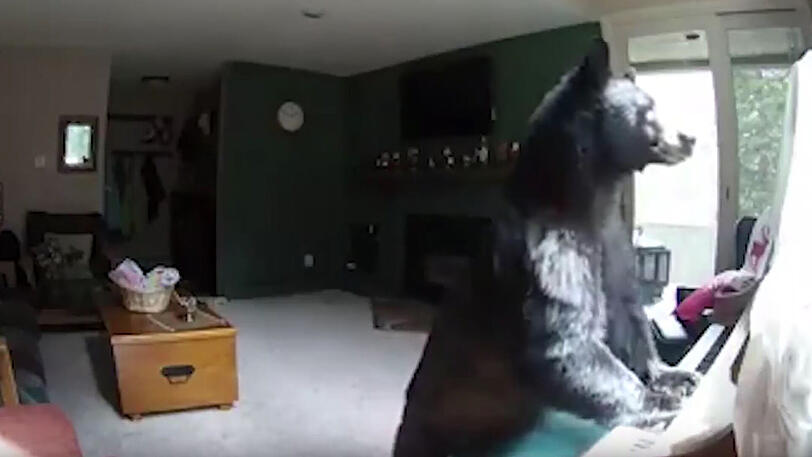 Wollte mal ein paar schmissige Töne spielen: Der Bär im Haus in Colorado.